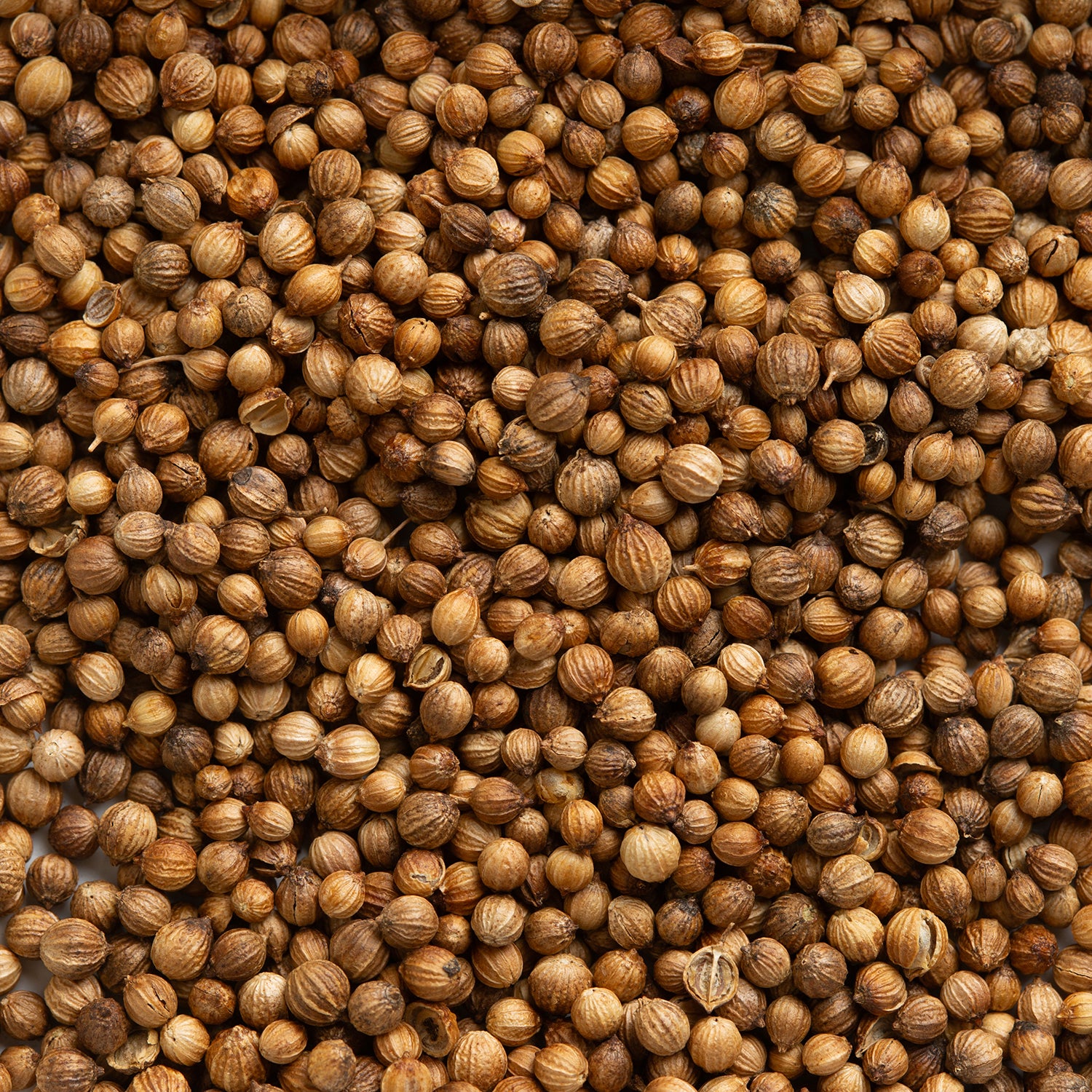 Whole coriander seeds showing their round ridged form