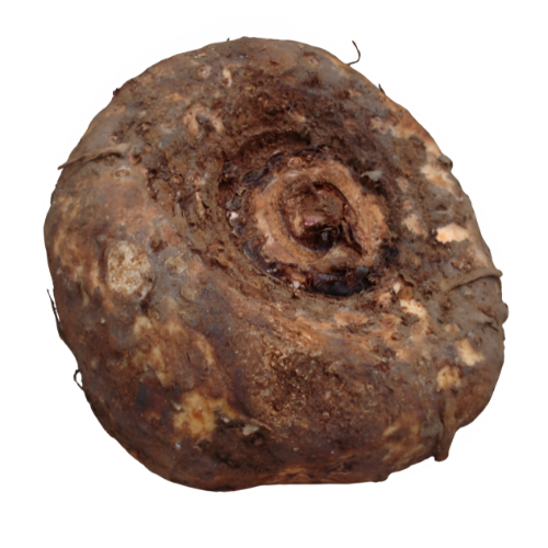 Whole elephant foot yam tuber with rough brown skin