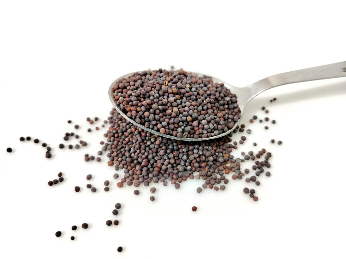 Whole mustard seeds presented in a spoon