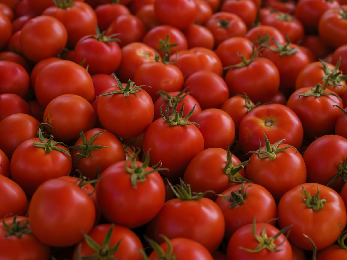 A pile of fresh red tomatoes with green calyxes